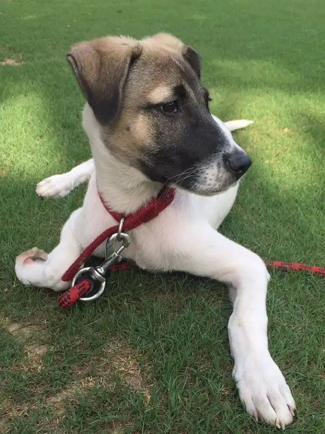 Brie, the 'yoga' dog
