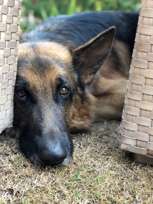 Hobbes, the 'crag' dog