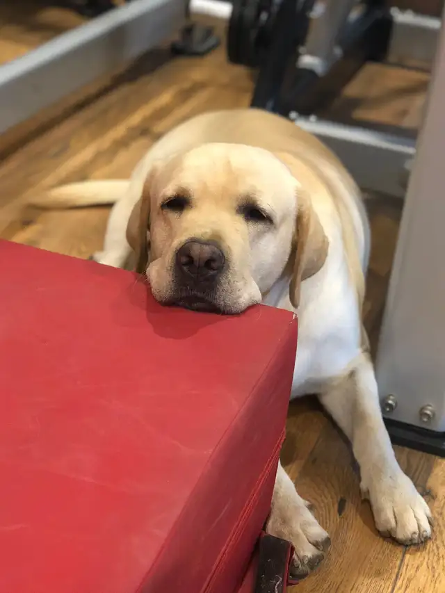 Joey, the 'good' dog