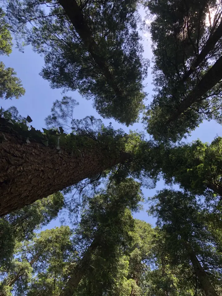Breathtaking trees. Literally. PC: Yadu Bhageria